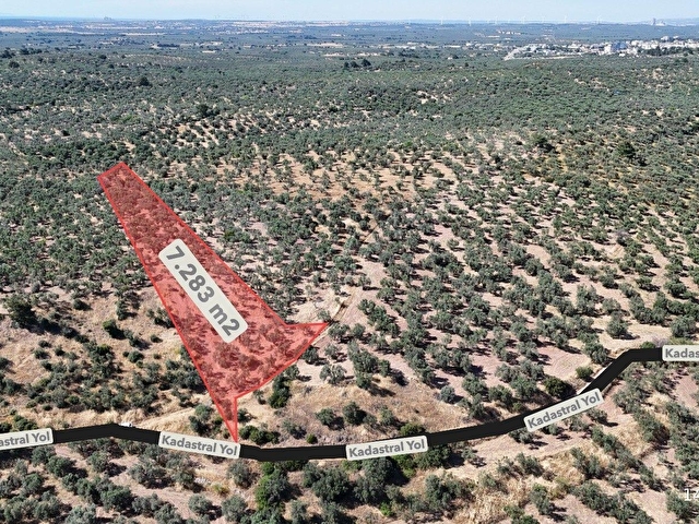 Ezine Geyiklide Sahile Yakın Resmi Yolu Olan Satılık Zeytinlik - Görsel 2