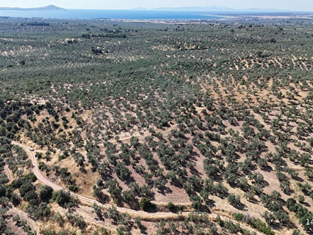 Ezine Geyiklide Sahile Yakın Resmi Yolu Olan Satılık Zeytinlik - Görsel 21