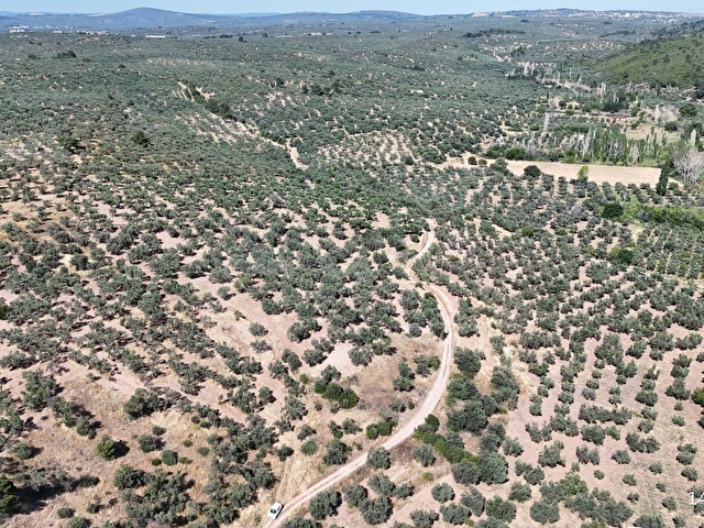 Ezine Geyiklide Sahile Yakın Resmi Yolu Olan Satılık Zeytinlik - Görsel 18