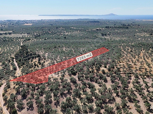 Ezine Geyiklide Sahile Yakın Resmi Yolu Olan Satılık Zeytinlik - Görsel 5