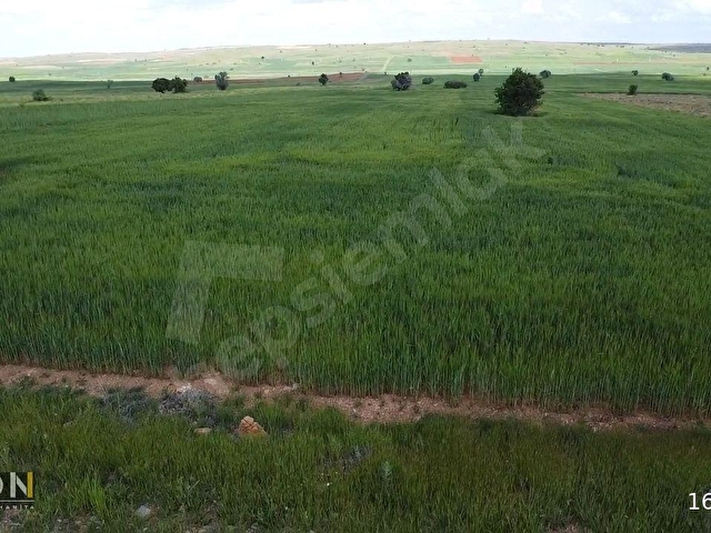 HACILARDA KELEPİR ÇİFTLİK ARAZİSİ - Görsel 15