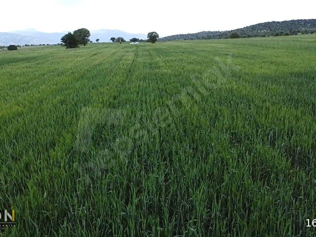 HACILARDA KELEPİR ÇİFTLİK ARAZİSİ - Görsel 21