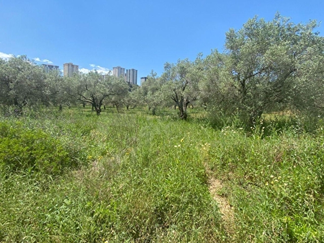 BUGÜN BOŞ ARSA... YARIN DEĞERLİ MALİKANE... 1336 M2 ARSA - Görsel 7