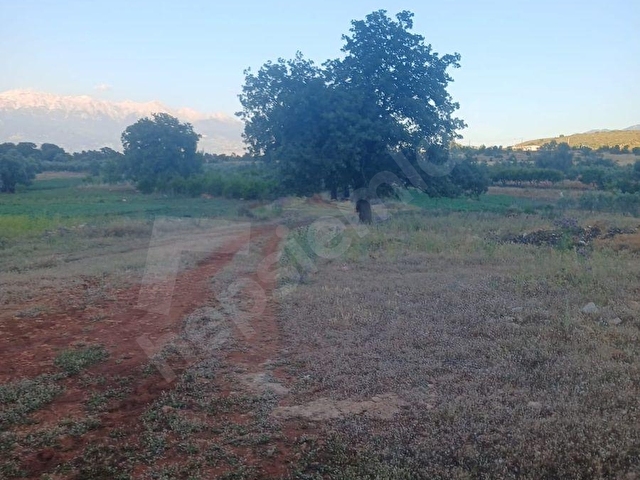 SEYDİKEMER KABAAĞAÇTA YATIRIMLIK 1600 M2 TARLA - Görsel 5