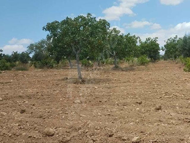 TAŞDOĞANDAN SATILIK YIĞMA TEPEDE KOMPLE YOL CEPHELİ ARAZİ - Görsel 19