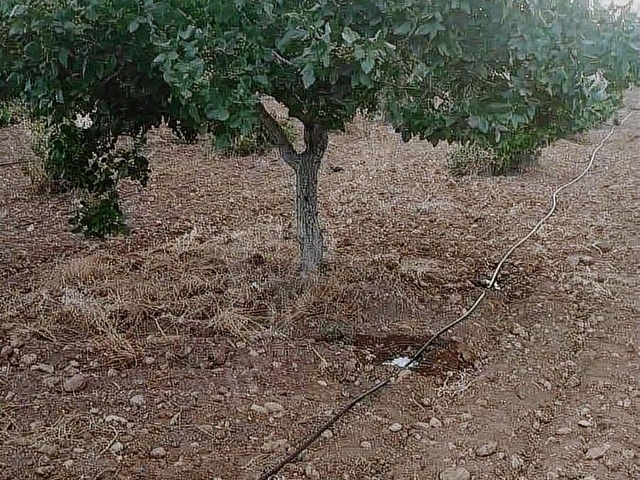 TAŞDOĞANDAN SATILIK YIĞMA TEPEDE KOMPLE YOL CEPHELİ ARAZİ - Görsel 15