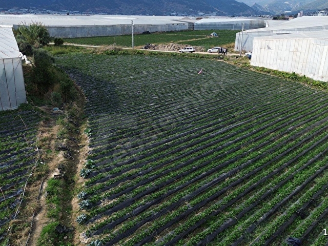 ANAMUR FATİH MAH. SATILIK 14 DÖNÜM TARLA - Görsel 22