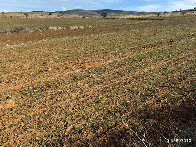 ASFALT YOLA 90 METRE CEPHELİ MÜSTAKİL 5.000 m² TARLA - Görsel 5