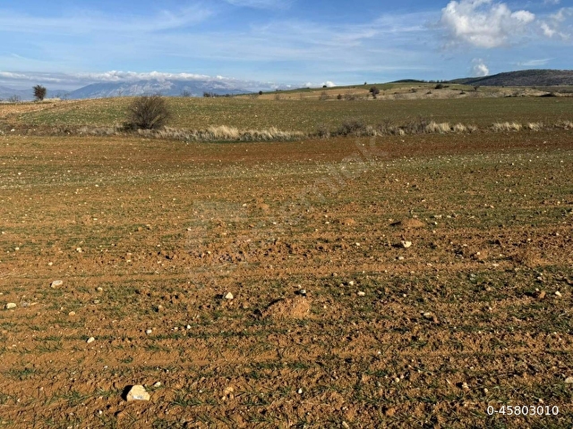ASFALT YOLA 90 METRE CEPHELİ MÜSTAKİL 5.000 m² TARLA - Görsel 7