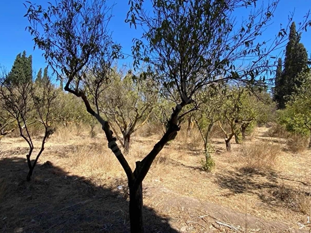 Bodrum Turgutreis 7.500m2 Narenciye Bahçesi Denize 900mt - Görsel 9