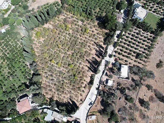 Bodrum Turgutreis 7.500m2 Narenciye Bahçesi Denize 900mt - Görsel 8