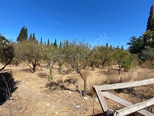 Bodrum Turgutreis 7.500m2 Narenciye Bahçesi Denize 900mt - Görsel 5