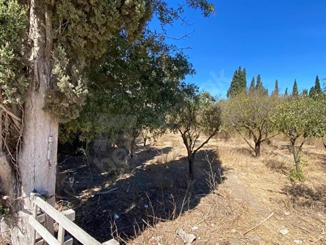 Bodrum Turgutreis 7.500m2 Narenciye Bahçesi Denize 900mt - Görsel 7