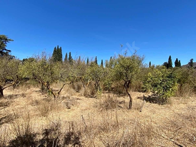 Bodrum Turgutreis 7.500m2 Narenciye Bahçesi Denize 900mt - Görsel 16