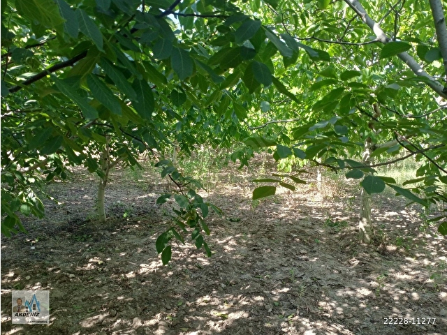 Akdeniz Emlaktan Satılık Saruhanlı İlç Koldere Mah 5171 m2 Evi Olan Bahçe - Görsel 21