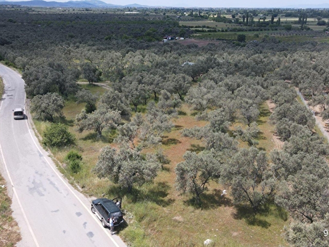 101 Metre Asfalt Cepheli Satılık Zeytinlik - Görsel 2