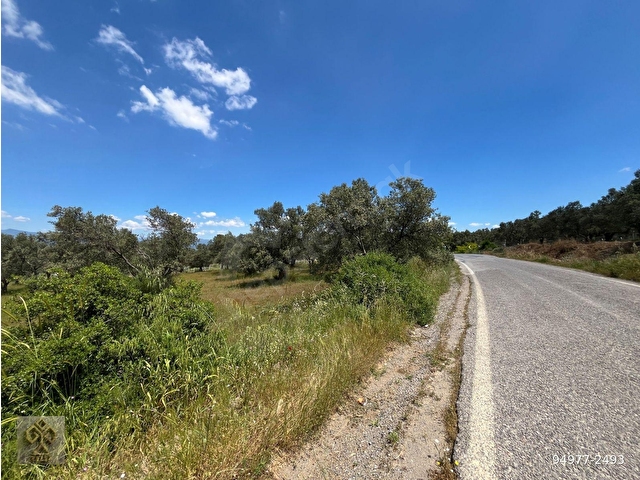 101 Metre Asfalt Cepheli Satılık Zeytinlik - Görsel 26