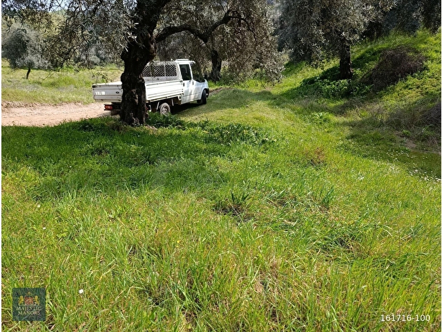 nazilli dallıca İsabeyli yerleşim yerlerine yakın zeytinlik