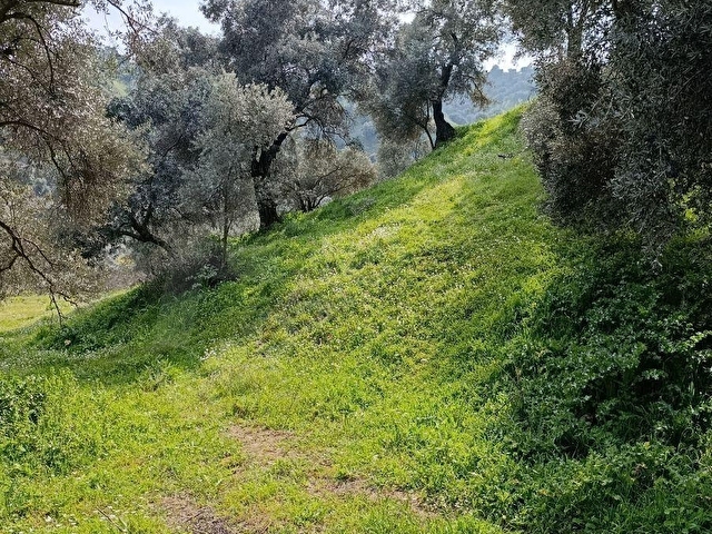 nazilli dallıca İsabeyli yerleşim yerlerine yakın zeytinlik - Görsel 6