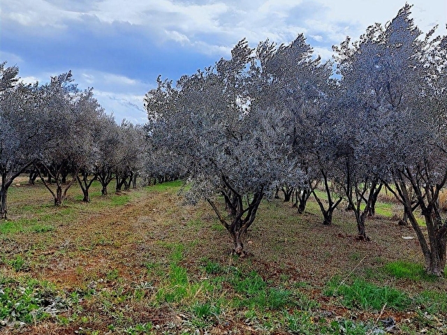 MİLAS BAHÇEYENİ SATILIK 30.000 M2 İÇİNDE ÇİFTLİK - Görsel 2