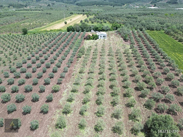 ARAS GAYRİMENKULDEN İÇİNDE YAPI BULUNAN 7.600m2 FIRSAT ZEYTİNLİK - Görsel 8