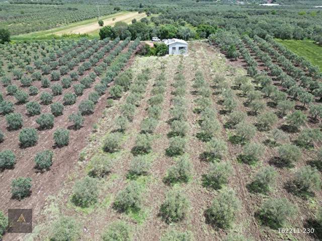 ARAS GAYRİMENKULDEN İÇİNDE YAPI BULUNAN 7.600m2 FIRSAT ZEYTİNLİK - Görsel 7