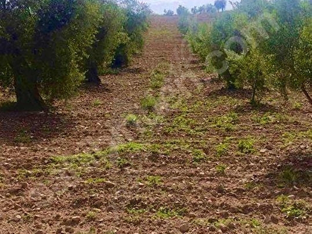 Kilis Polateli taşlıalanda 6463 m2 tek tapu fırsat arazi - Görsel 7