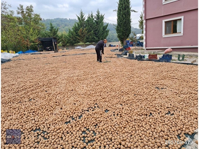 BALIKESİR MANYAS KIZIKDA SATILIK 19.191,20 m² CEVİZ BAHÇESİ - Görsel 7