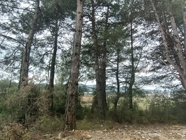 SAHİBİNDEN MUĞLA GÜLAĞZINDA ÇAM AĞAÇLARI İÇİNDE İMARLI ARSA - Görsel 7