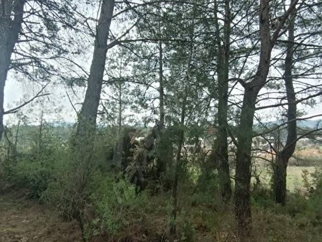 SAHİBİNDEN MUĞLA GÜLAĞZINDA ÇAM AĞAÇLARI İÇİNDE İMARLI ARSA - Görsel 2