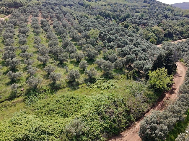Balıkesir Bandırma Sahil Yenice Mah. 3.283 m2 Satılık Zeytinlik Yatırımlık
