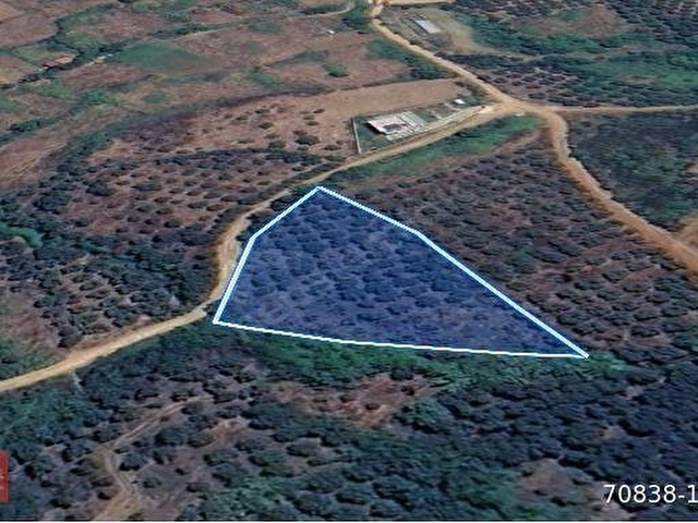 Balıkesir Bandırma Sahil Yenice Mah. 3.283 m2 Satılık Zeytinlik Yatırımlık - Görsel 15