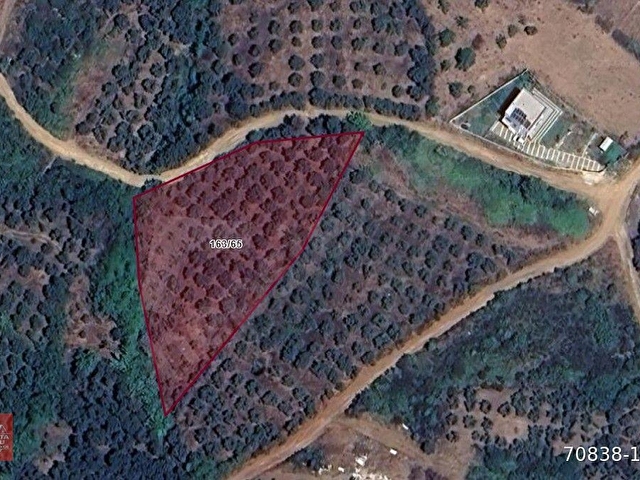 Balıkesir Bandırma Sahil Yenice Mah. 3.283 m2 Satılık Zeytinlik Yatırımlık - Görsel 5