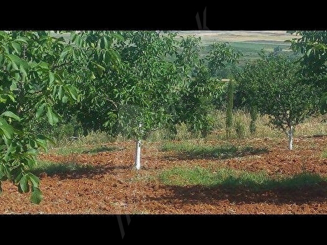 BANDIRMA YENİZİRAATLİ KÖYÜNDEHAZIR MEYVE BAHÇESİ - Görsel 3