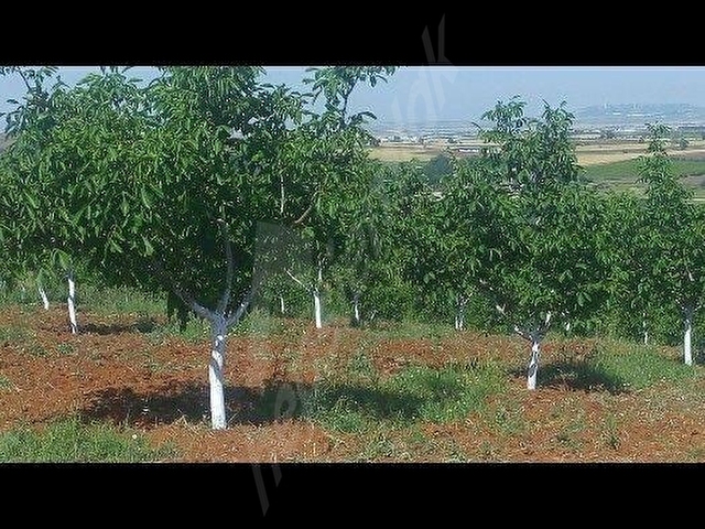 BANDIRMA YENİZİRAATLİ KÖYÜNDEHAZIR MEYVE BAHÇESİ - Görsel 4