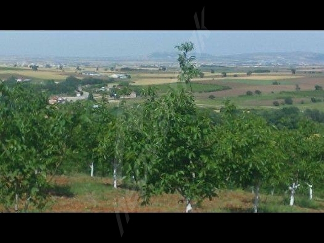 BANDIRMA YENİZİRAATLİ KÖYÜNDEHAZIR MEYVE BAHÇESİ - Görsel 10