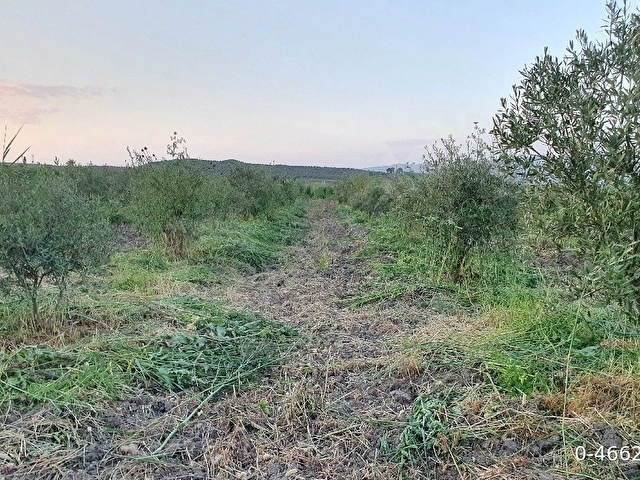 uygun fiyatlı zeytinlik  5399 mt kare - Görsel 10