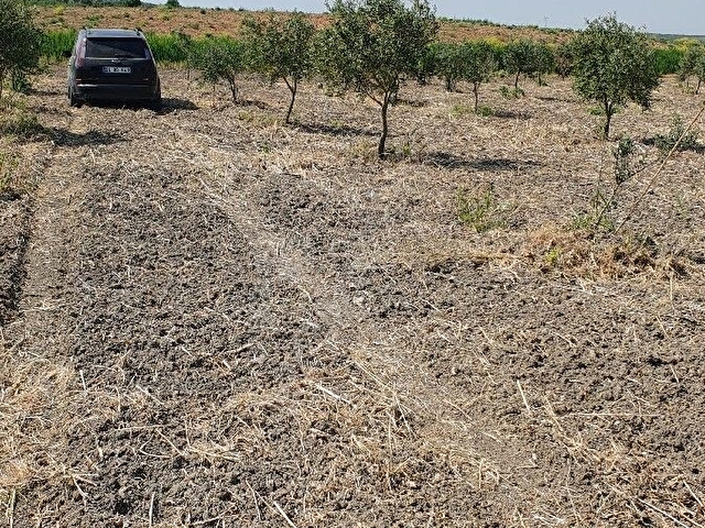 uygun fiyatlı zeytinlik  5399 mt kare - Görsel 16