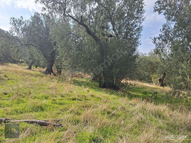 Bademlide Panaromik Deniz Manzaralı Satılık Zeytinli Tarla - Görsel 4