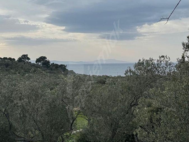 Bademlide Panaromik Deniz Manzaralı Satılık Zeytinli Tarla - Görsel 14