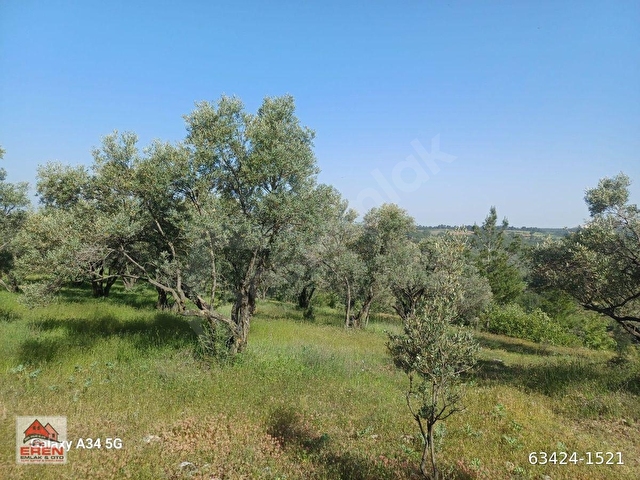 SATILIK ŞEREF MH LESİNDE TARLA VASFINDA 2396M2 ZEYTİNLİK - Görsel 4
