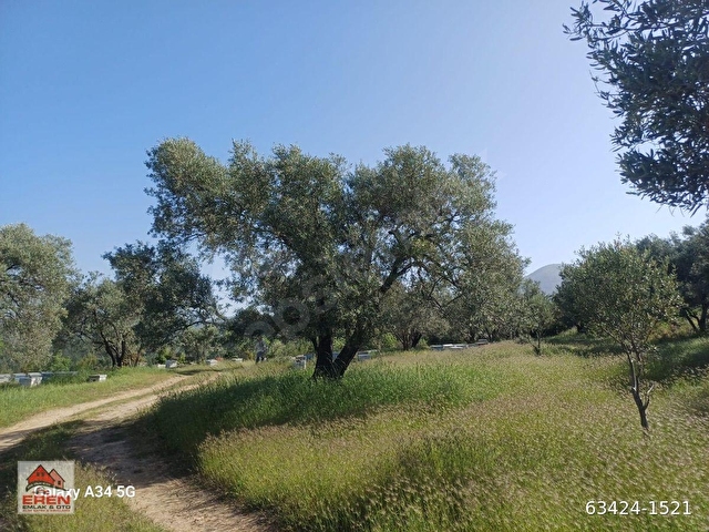 SATILIK ŞEREF MH LESİNDE TARLA VASFINDA 2396M2 ZEYTİNLİK - Görsel 12