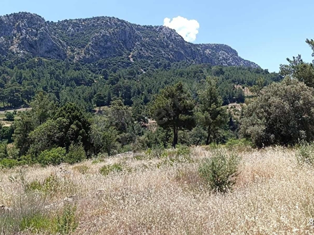 MUĞLA SEYDİKEMER ARSAKÖYDE DOĞAYLA İÇ İÇE 888 m² SATILIK TARLA - Görsel 8