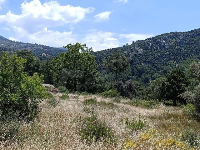 MUĞLA SEYDİKEMER ARSAKÖYDE DOĞAYLA İÇ İÇE 888 m² SATILIK TARLA - Görsel 7