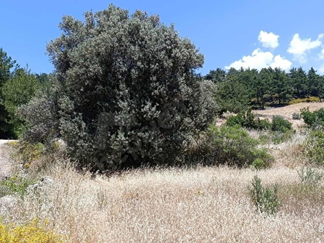 MUĞLA SEYDİKEMER ARSAKÖYDE DOĞAYLA İÇ İÇE 888 m² SATILIK TARLA - Görsel 10
