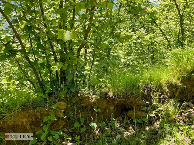 GÖLYAKA BEKİROĞLU KÖYÜ 1778 m² YOL KENARI FINDIKLIK - Görsel 5