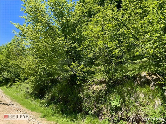 GÖLYAKA BEKİROĞLU KÖYÜ 1778 m² YOL KENARI FINDIKLIK - Görsel 27