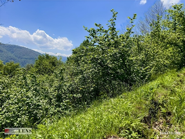 GÖLYAKA BEKİROĞLU KÖYÜ 1778 m² YOL KENARI FINDIKLIK - Görsel 26