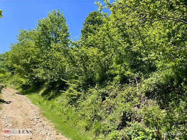 GÖLYAKA BEKİROĞLU KÖYÜ 1778 m² YOL KENARI FINDIKLIK - Görsel 9