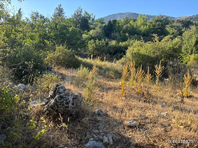 Muğla Fethiye Yayla Koru Köyünde parça parça satılık tarlalar - Görsel 14